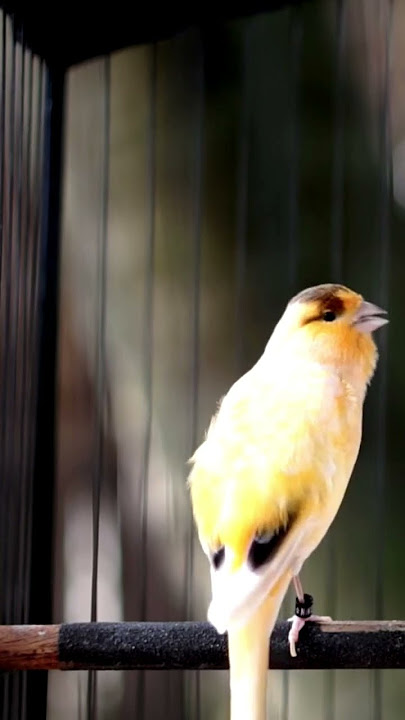 GACORAN BURUNG KENARI ISIAN PRENJAK.