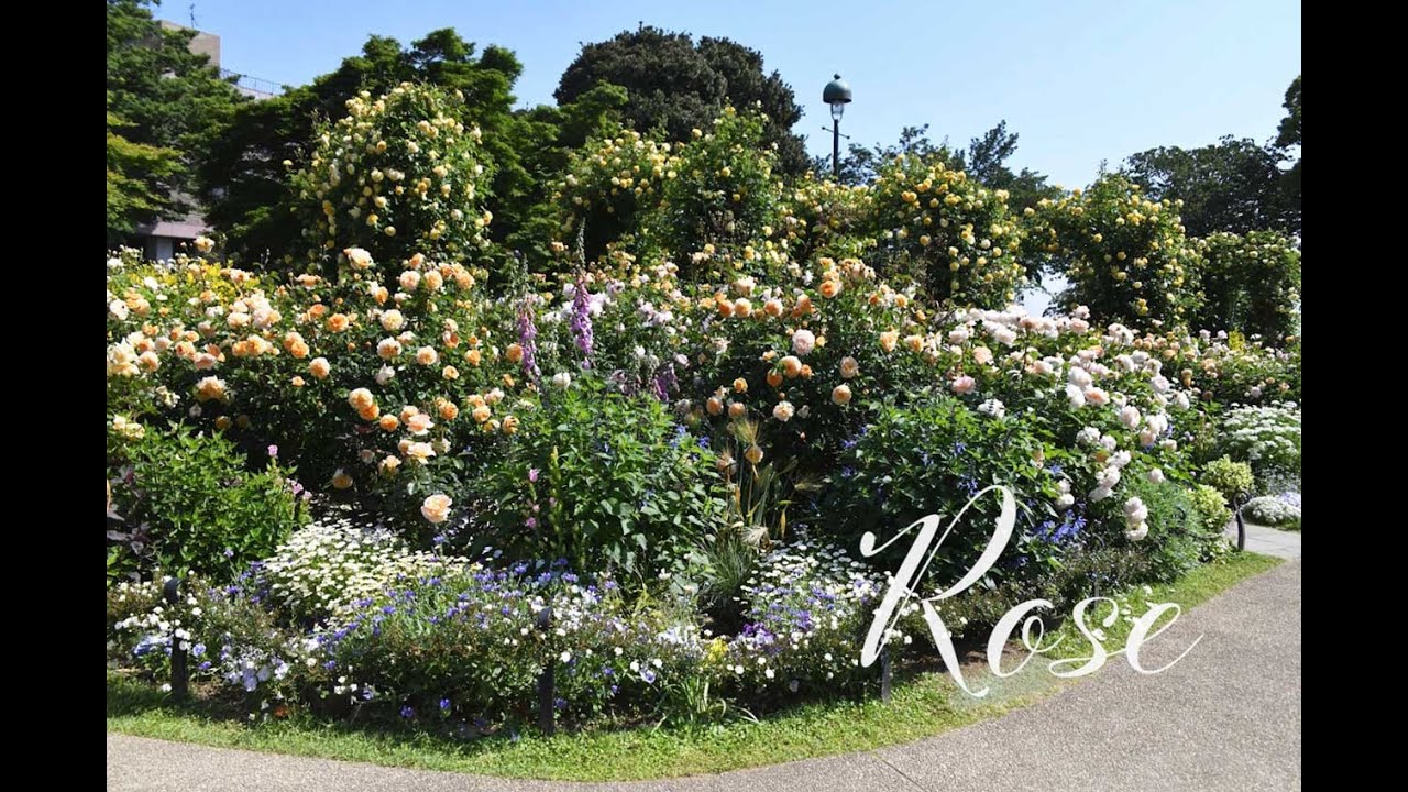 Rose 2】港の見える丘公園と山下公園のバラ28品種 - YouTube
