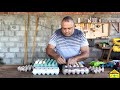 Incubação de Ovos de Galinhas em Chocadeira