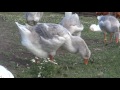 05.07.2017. Olympus Farm .Kholmogory geese 43 days. Video 1