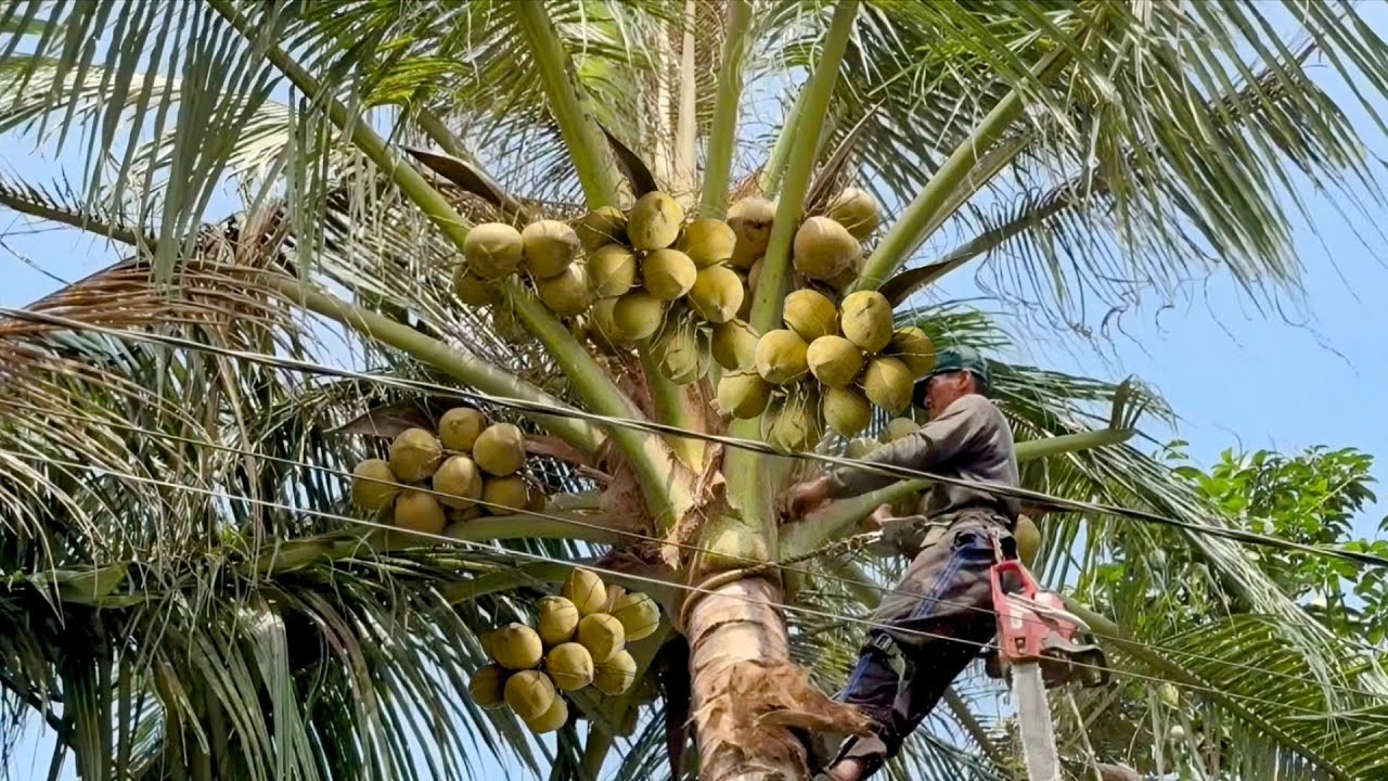 Cưa cây dừa siêu trái , Gần nhà , Gần dây điện . Cưa cây kỷ thuật cao