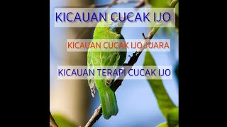 KICAU CUCAK IJO JUARA