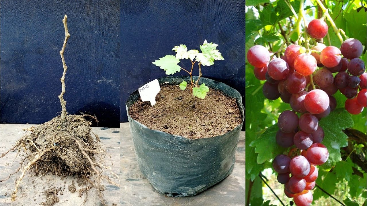 Reviving my almost died red cardinal grapes, this technique was effective in other plants too,