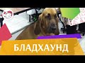 Бладхаунд на ilikepet. Особенности породы, уход