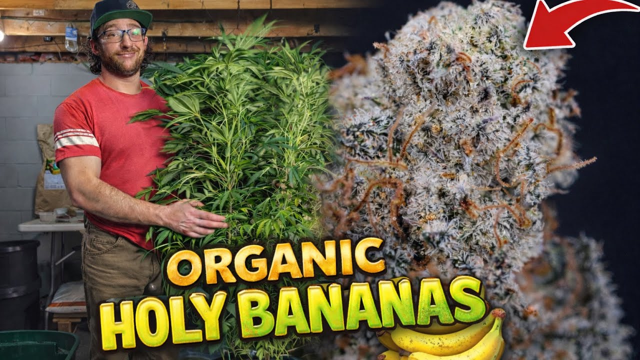 Latest Title & Thumbnail