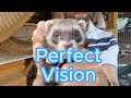 Why ferrets have perfect vision