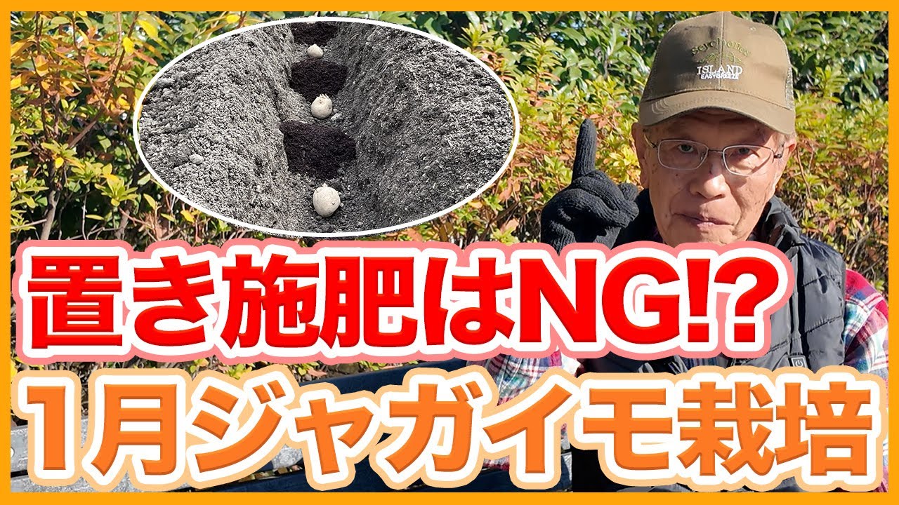 Do not apply fertilizer in January when growing potatoes in a home