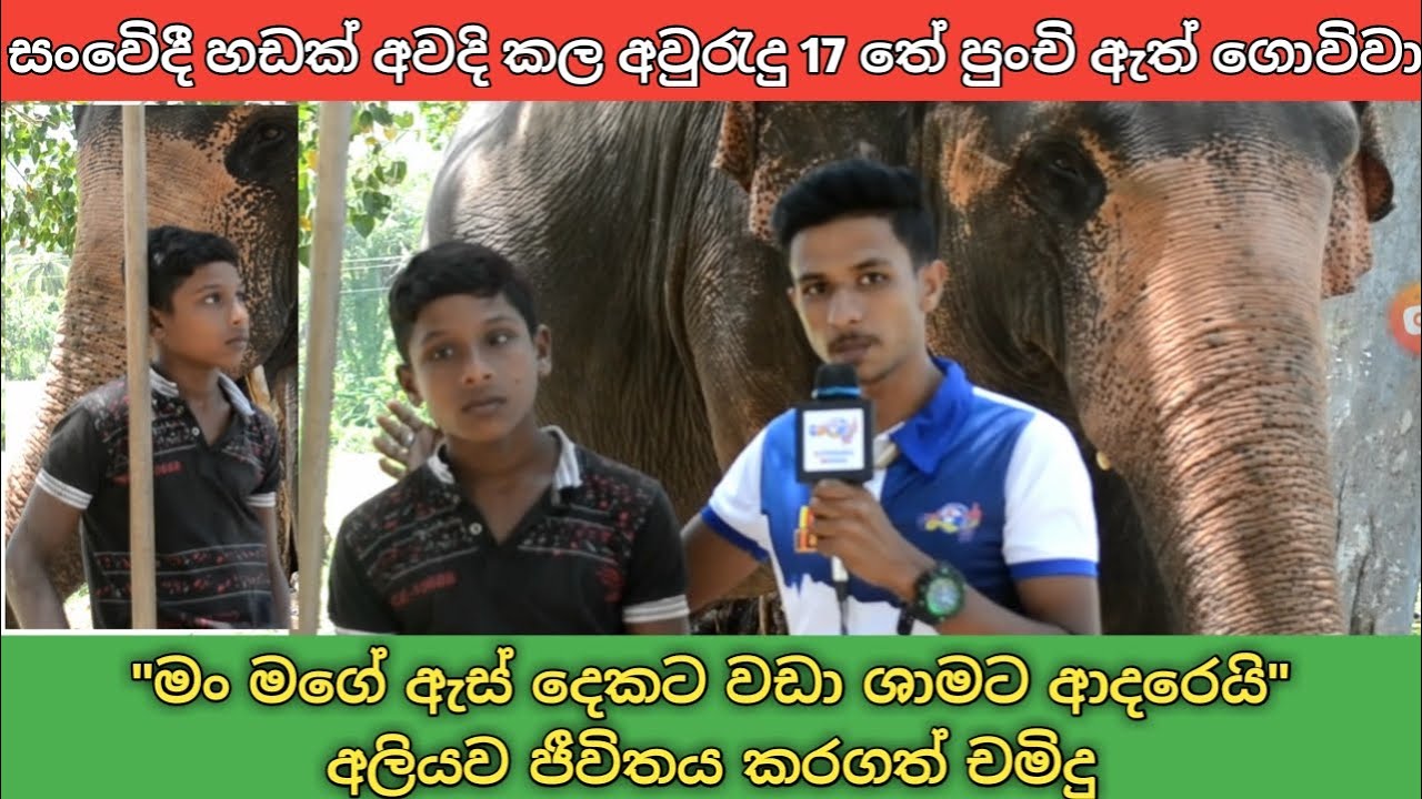 Elephant srilanka | අවුරැදු 17 තේ පුංචි ඇත් ගොවිවා
