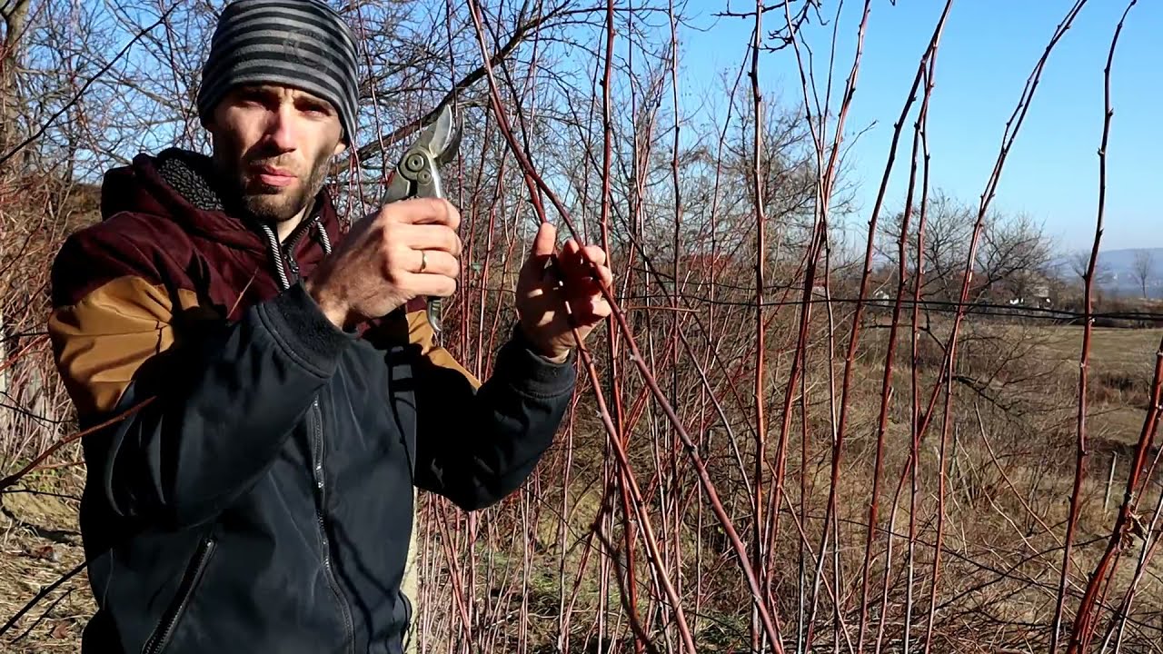 Taierile de fructificare la zmeur neremontant