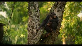Canon Eos C70 Dgo 50P Test - Chimp In The Tree - Singapore Zoo