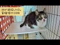 緊急保護した地域猫Mが退院しました。今日から家猫修行が始まります!!