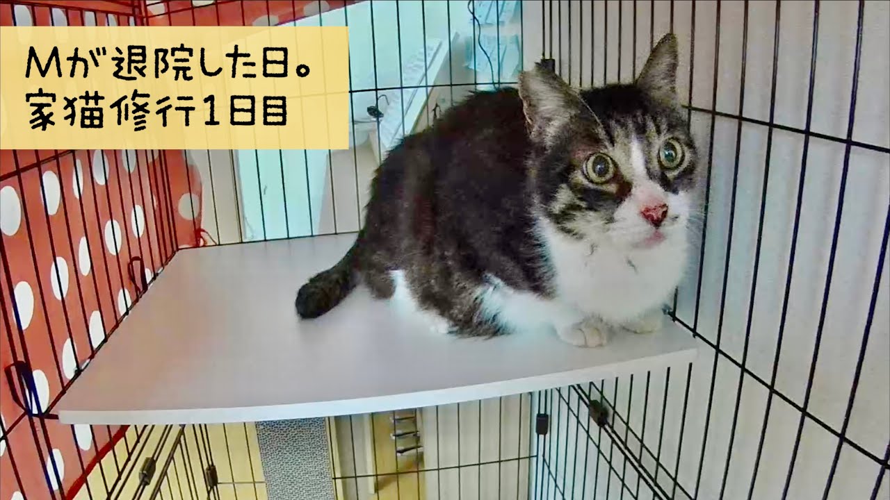 緊急保護した地域猫Mが退院しました。今日から家猫修行が始まります!!