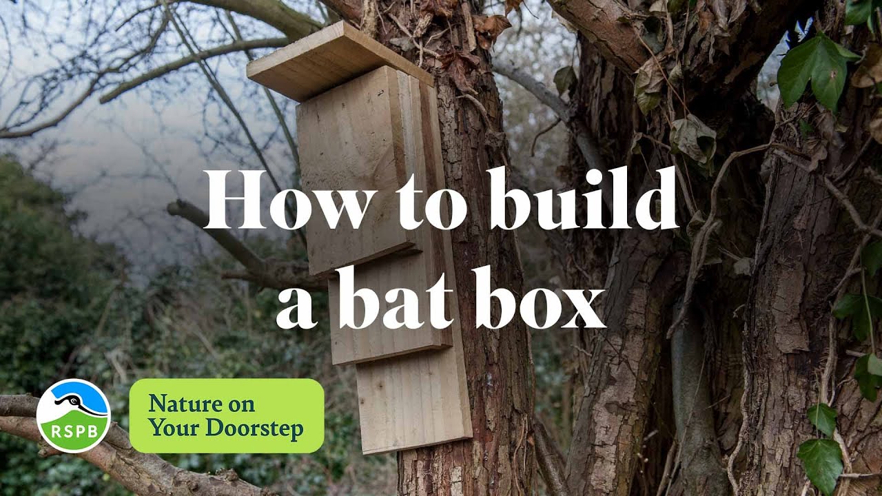 How to build a bat box  RSPB Nature on Your Doorstep 
