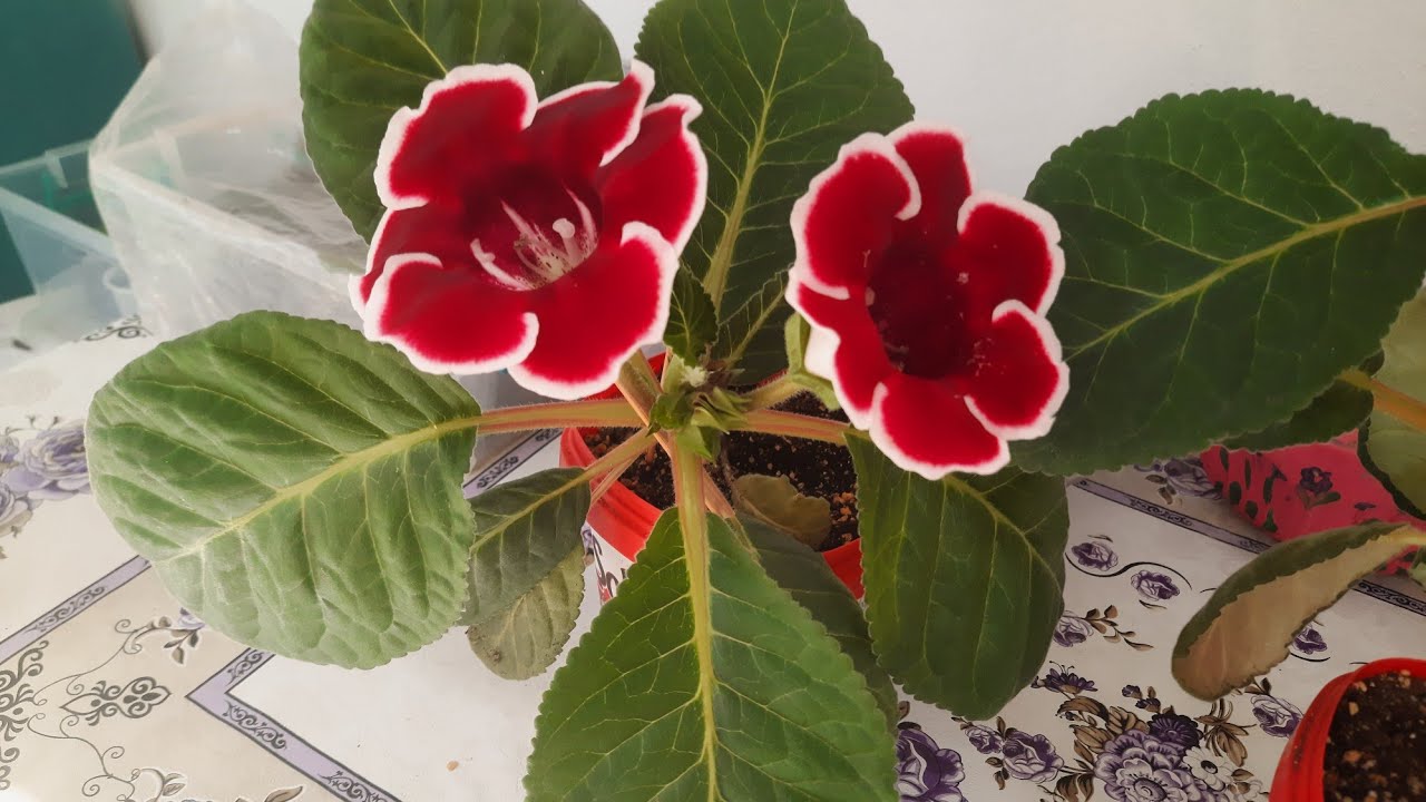 BARDAK MENEKŞE ÇİÇEĞİ BAKIMI.TOHUM TOZLAŞMA NASIL YAPILIR. GLOKSİNYA