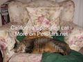 California Spangled cat 2 の動画、YouTube動画。