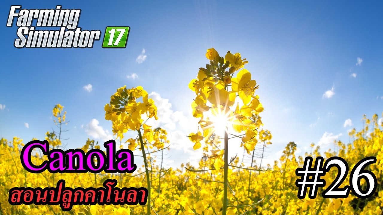 Farming Simulator 17 #26 สอนปลูกคาโนลา Canola