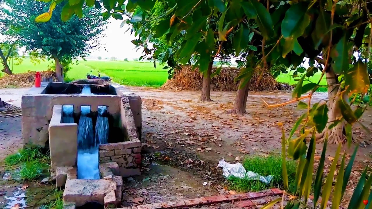 Serenity of Egyptian Delta Farms: Tranquil Water and Birdsong Ambience