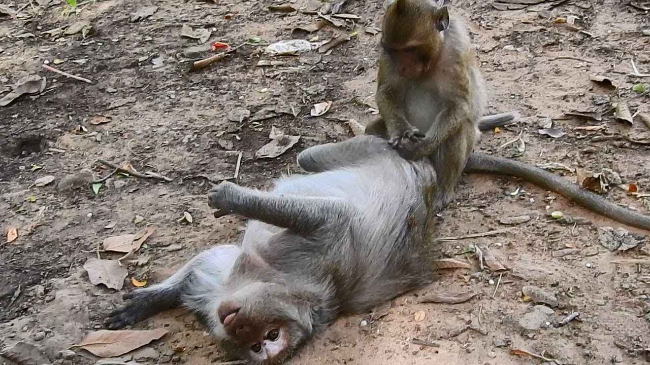 Wow! Very Gentle Boy Donny, Make Tima Falling Down & Grooming For Her