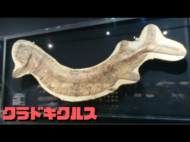 古生物紹介】クラドキクルス - YouTube