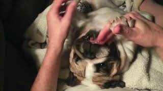 Sophie The Bulldog playing / short spine syndrome