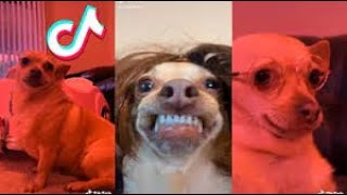 Dogs and Cats Reaction To Toy 😂 Funny Dog & Cat Toy Reaction Compilation# 1