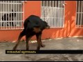 Dogs hostels and Training centre at Thiruvananthapuram Dogs hostels and Training centre at Thiruvananthapuram