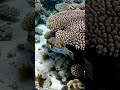 Real Experiment: Micro Camera Follows a Pufferfish Underwater”#POV #UnderwaterPOV #OceanLife l