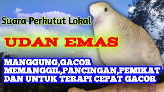 perkutut udan emas manggung gacor pemanggil