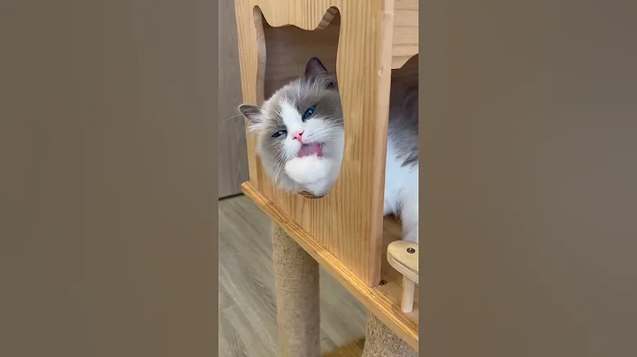 Video 11714031: cutecat pets catlover meow, cats cutecat meow catlover