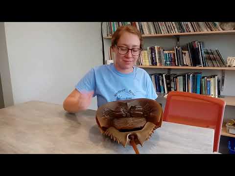 Horseshoe Crab Living