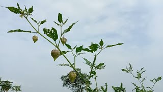 Rasbhari Ke Fayde/रसभरी के फायदे