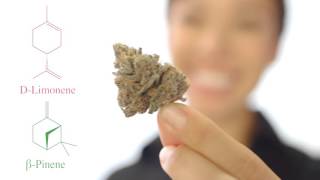 Cannaroma Cannaisseur Collection (CCC) -- SHORT