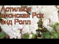 Астильба японская Рок энд Ролл 🌿 обзор: как сажать, саженцы астильбы Рок энд Ролл