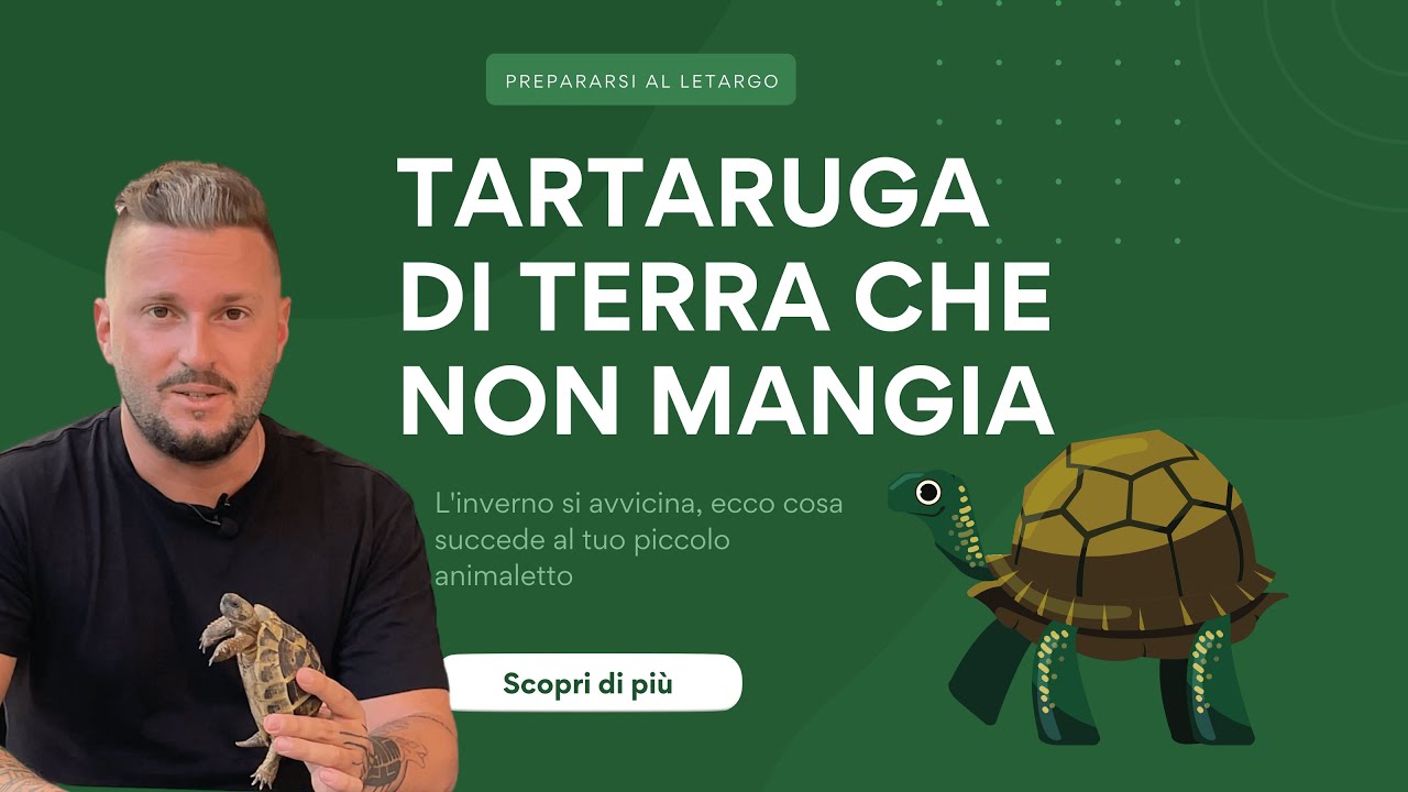 TARTARUGHE DI TERRA E IL LETARGO. PERCHE' MANGIANO MENO? YouTube TARTARUGHE DI TERRA E IL LETARGO. PERCHE' MANGIANO MENO? YouTube