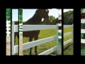 Split Rail Fence | Vinyl Fences Split Rail Fence | Vinyl Fences