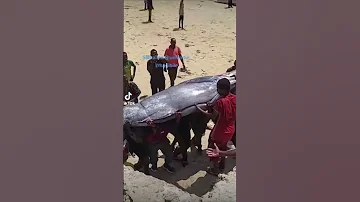 Kaluunka Aduunka Ugu Qanisan O Somalia Dhooban 