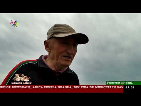 Dărnicia naturii - Primăvara înflorită Dărnicia naturii - Primăvara înflorită