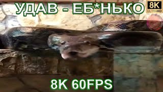 Удав - Еб*Нько 8K 60Fps 🐍🐍🐍