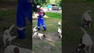 Inybl Kennel 04 Jack Russell Terrier