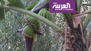 قرية سعودية تنتج أغلى كيلو موز في المنطقة.. تعرف عليها