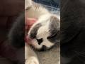 10 Seconds of Pure Cat Therapy #asmr #cat #fyp #relaxing #shorts
