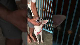Omega 3 best Supplement pills for Dog #shorts #shortsvideo #dog  #dogshorts #dogvideos #doglove