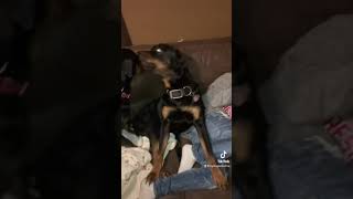 Rottweiler Howling Protecting His Boy!!!!