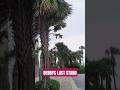 DEBBYS LAST STAND #galavantersslots #debby #tropicalstorm #myrtlebeach