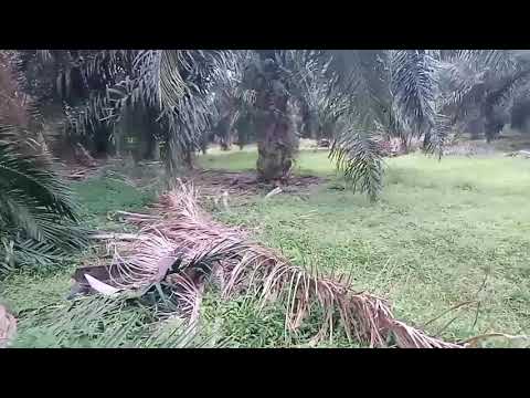 Video: Larutkan Di Kebun