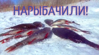 КРУПНАЯ СОРОГА И ОТЛИЧНЫЙ ОКУНЬ на МОРМЫШКУ!