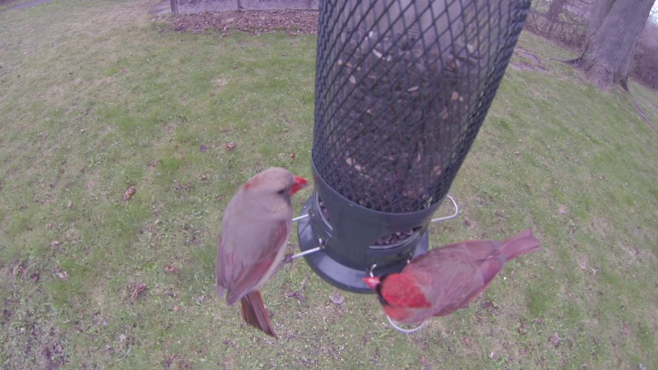 CARDINALS Feeding 05/02/20 YouTube