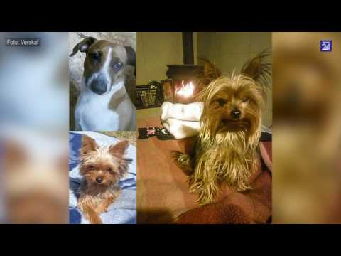 Video: Lewerkanker By Honde: Simptome, Behandeling En Lewensverwagting