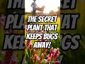 "The Secret Plant That Keeps Bugs Away!"