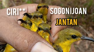 Cara bedakan sogon atau sogok ontong ijoan jantan dan betina
